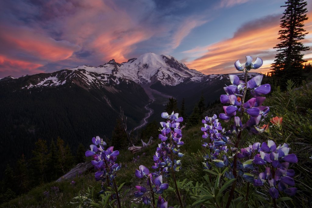 The Mt. Rainier